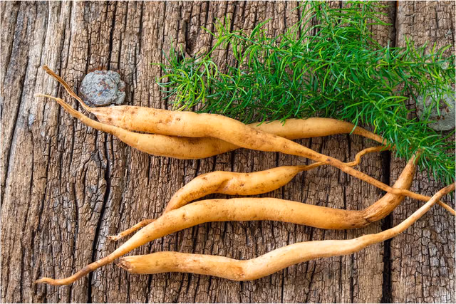 Shatavari for female infertility: a holistic approach